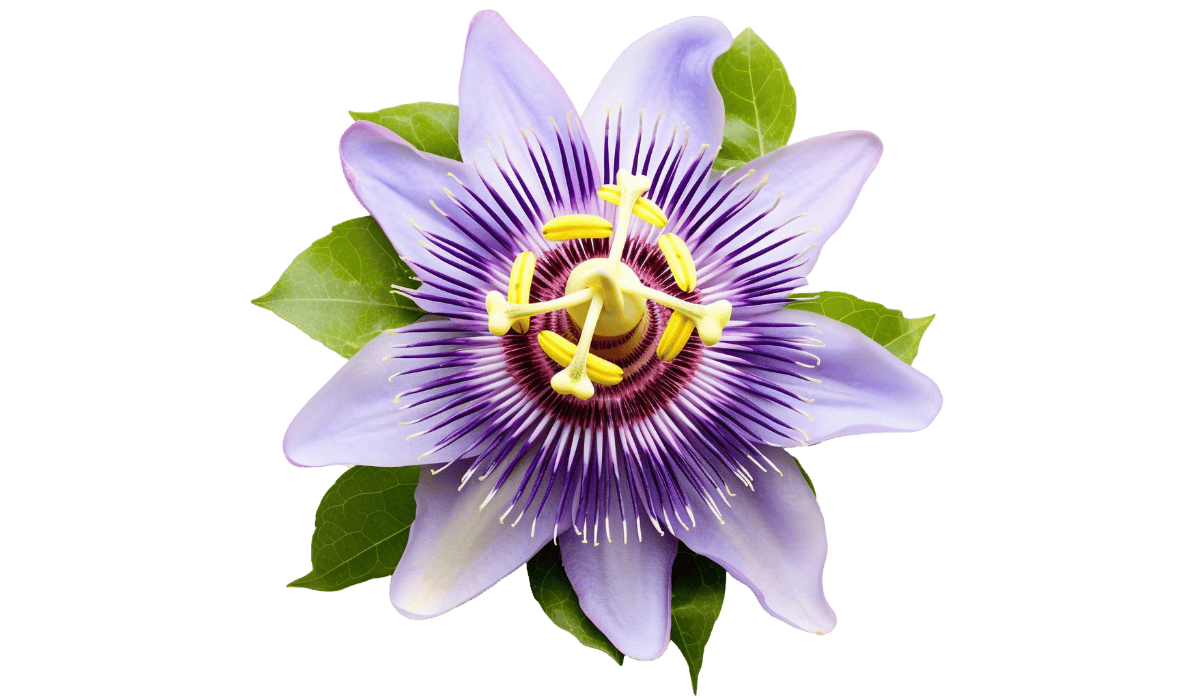 Organic passion flower