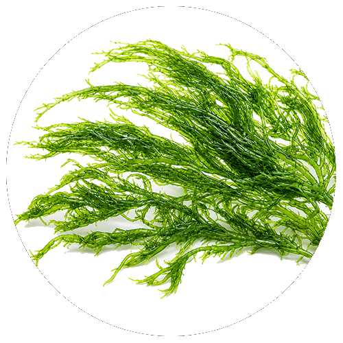 Algal meal