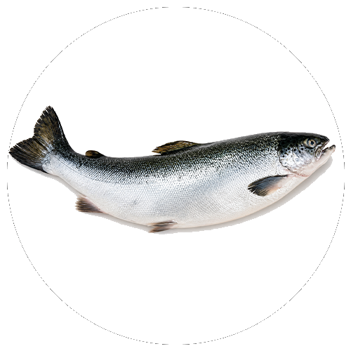 Fish meat