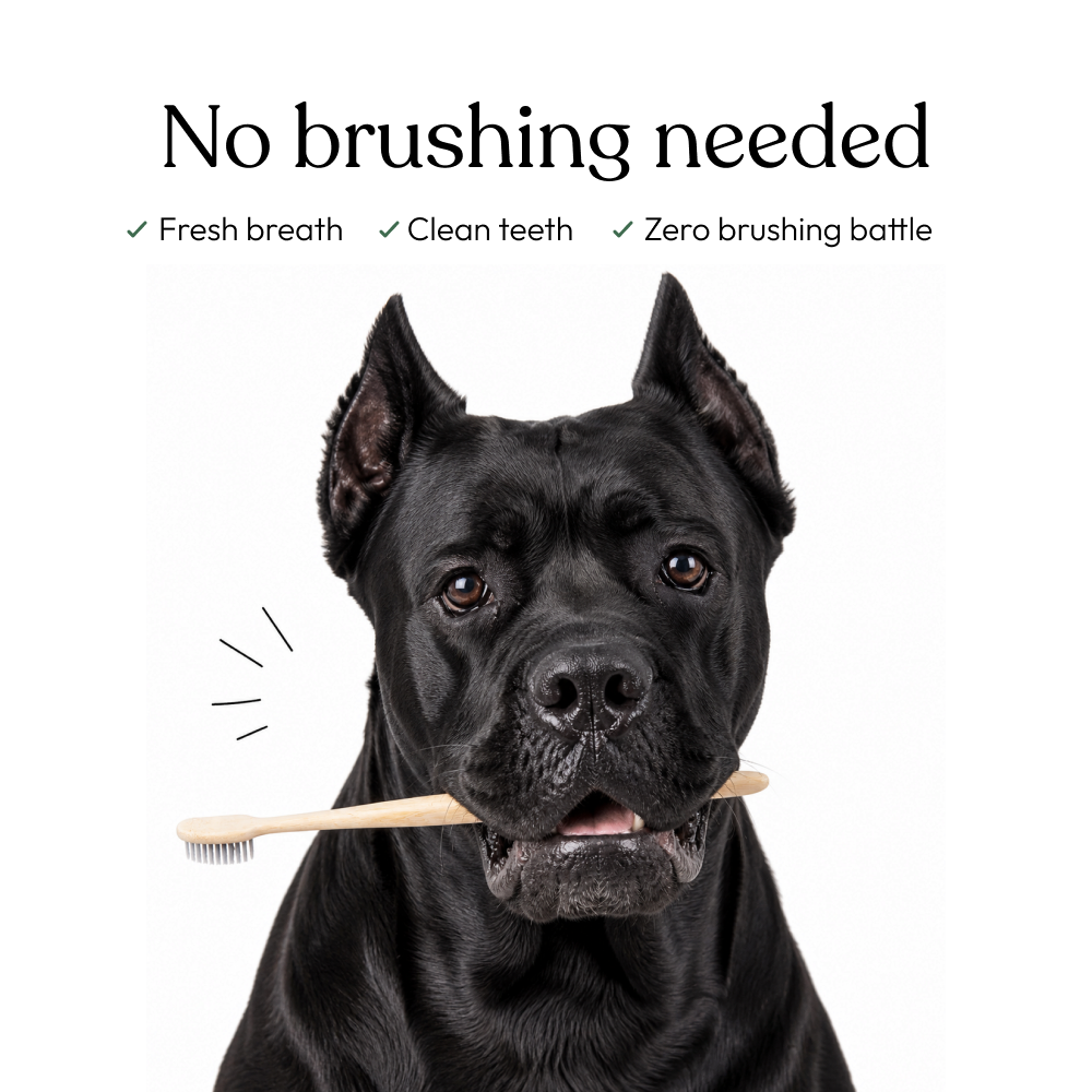 Dental Powder