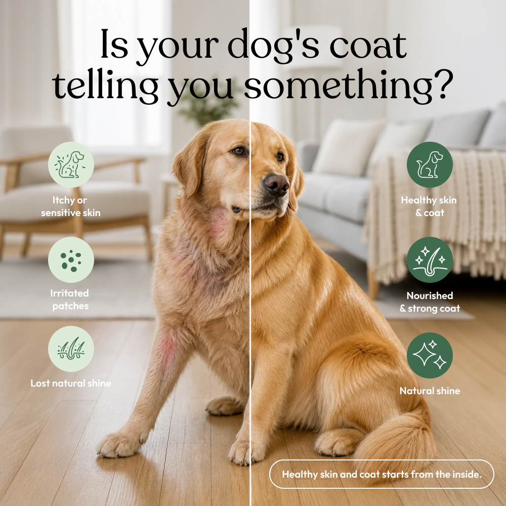 Skin & Coat Chew