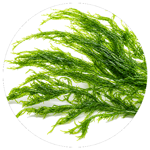Algae mineral source