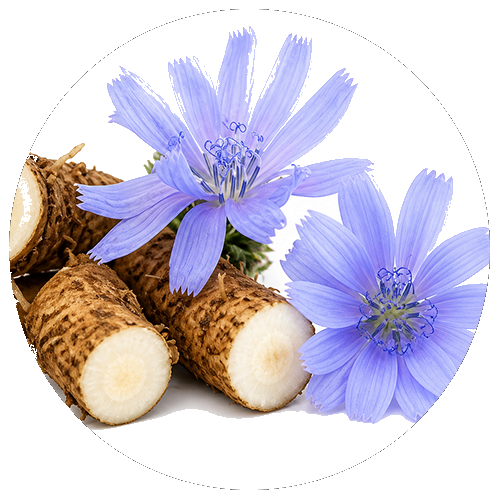 Chicory root