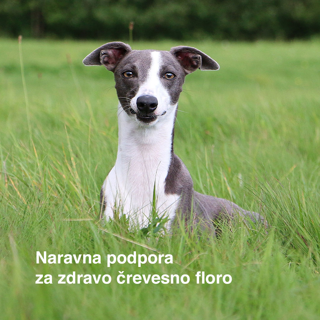 Probiotic Bundle — Complete 4-product pack - 4