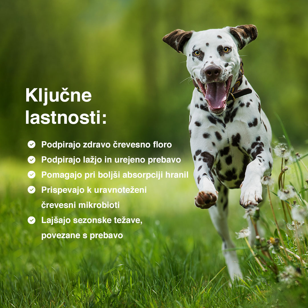 Probiotic Bundle — Complete 4-product pack - 6